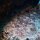 Fransen-Wobbegong